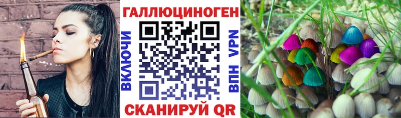 Псилоцибиновые грибы Psilocybe Енисейск